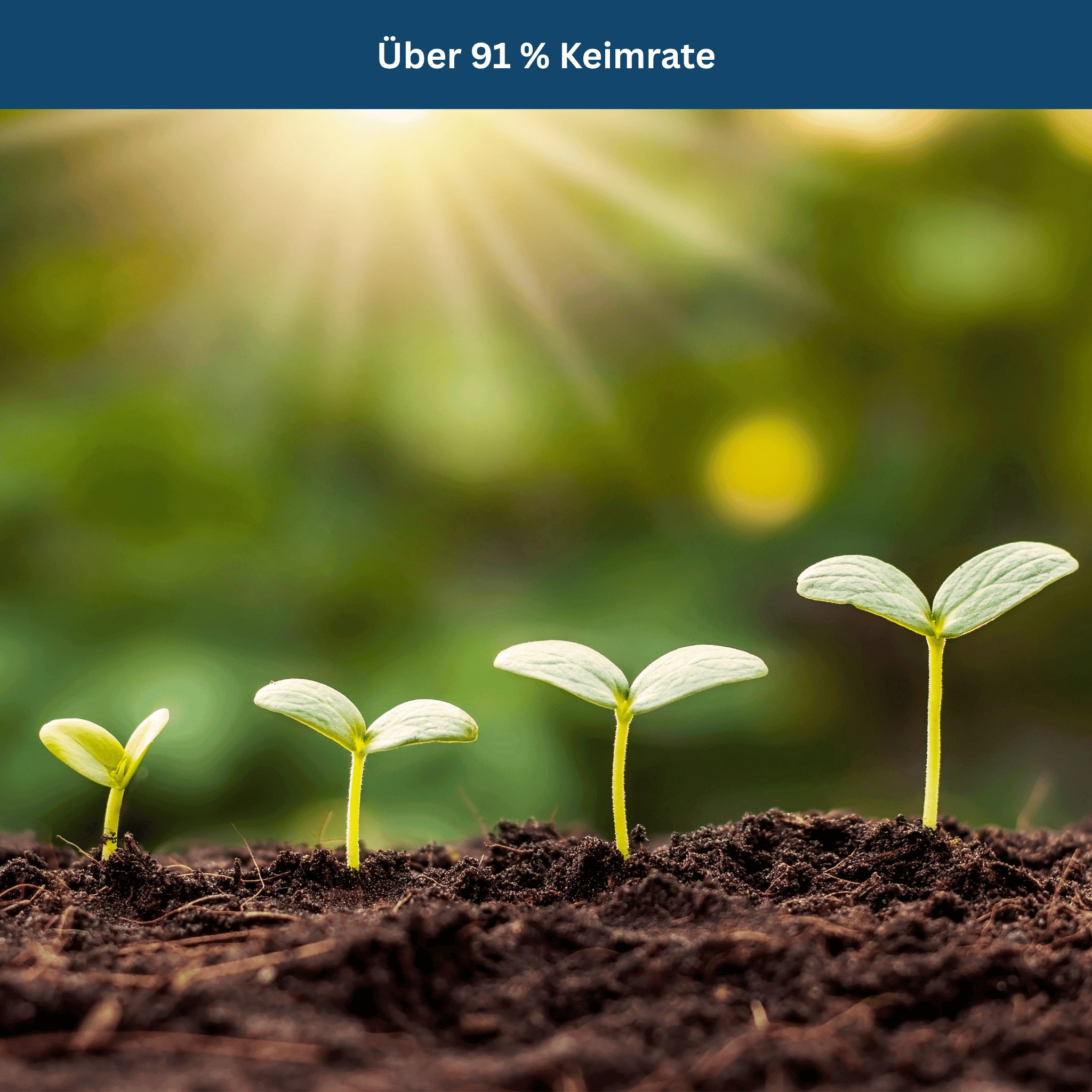 Survival Garden Set – 35 Organic Varieties, 16,000+ Seeds